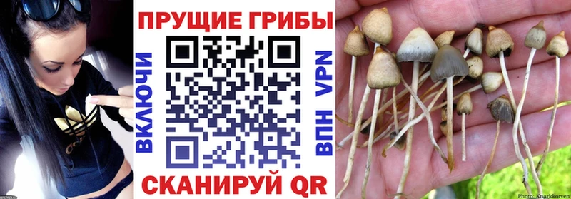 как найти   Поворино  сайты даркнета телеграм  Галлюциногенные грибы прущие грибы 